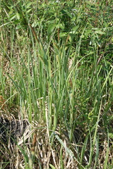 Carex riparia