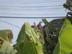Mimus polyglottos