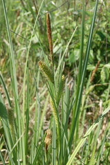 Carex riparia