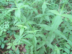 Silene stellata