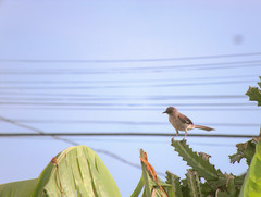 Mimus polyglottos