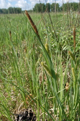 Carex riparia