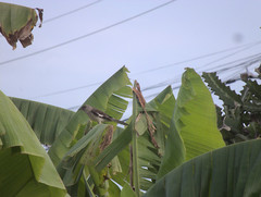 Mimus polyglottos