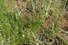 Juncus compressus