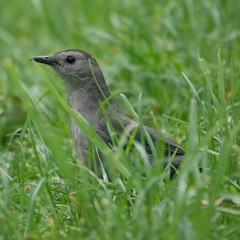 Dumetella carolinensis