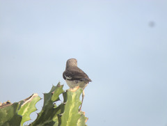 Mimus polyglottos