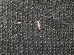 Chironomidae