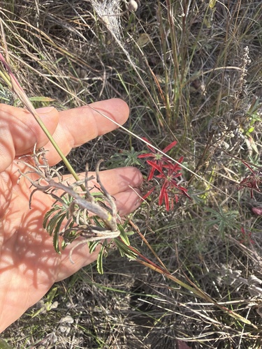 Oenothera serrulata, 2026-10-06