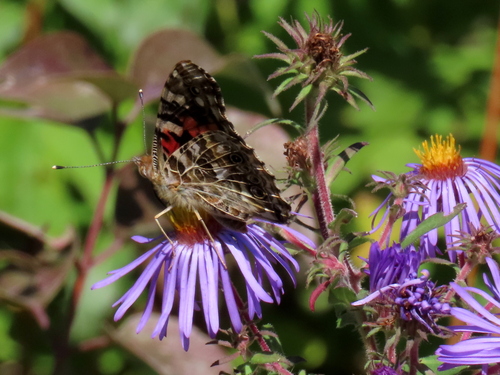 Painted Lady