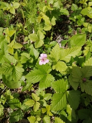 Rubus arcticus