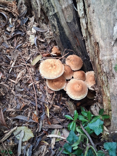 shaggy scalycap