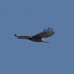 Buteo jamaicensis