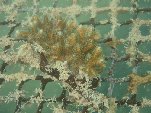 Pocillopora acuta observed 2026-09-26