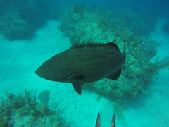 Mycteroperca bonaci