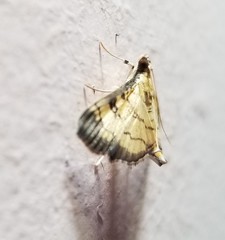 Ategumia