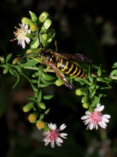 Eastern Yellowjacket