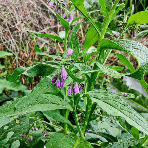 common comfrey