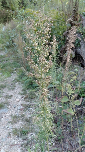 horseweed