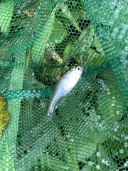 Actinopterygii
