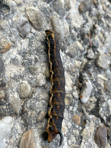 Convolvulus Hawkmoth
