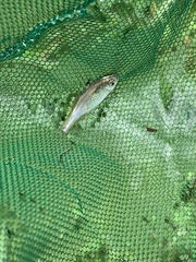 Actinopterygii