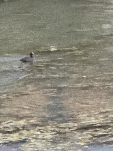 Eurasian Coot