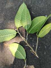 Brosimum alicastrum