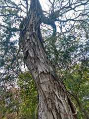 Brosimum alicastrum