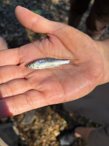 Steelcolor Shiner