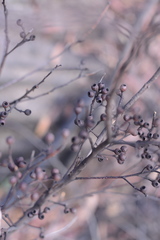Eucalyptus piperita