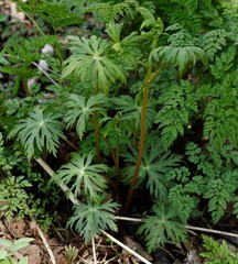 Aconitum fischeri