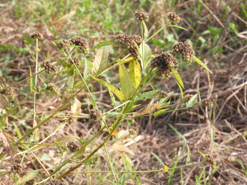 Melochia corchorifolia observed 2026-10-06
