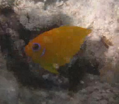 Centropyge flavissima observed 2026-10-05