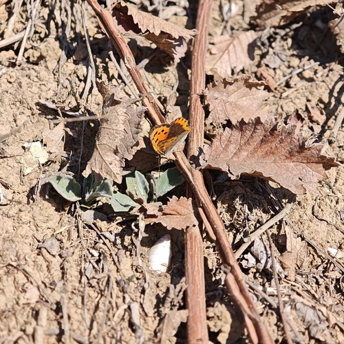 Small Copper