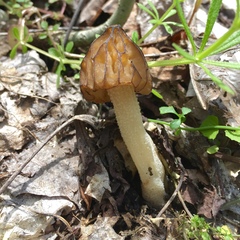 Morchella punctipes