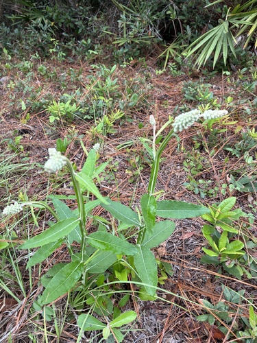 Pterocaulon pycnostachyum, 2026-10-06