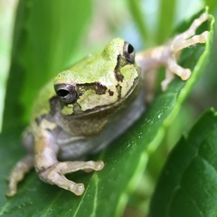 Hyla japonica