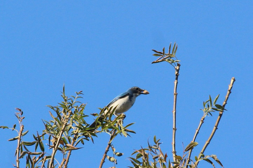 California Scrub-Jay