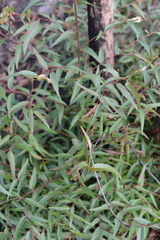 Eucalyptus piperita