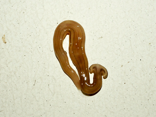 Diversibipalium cantori