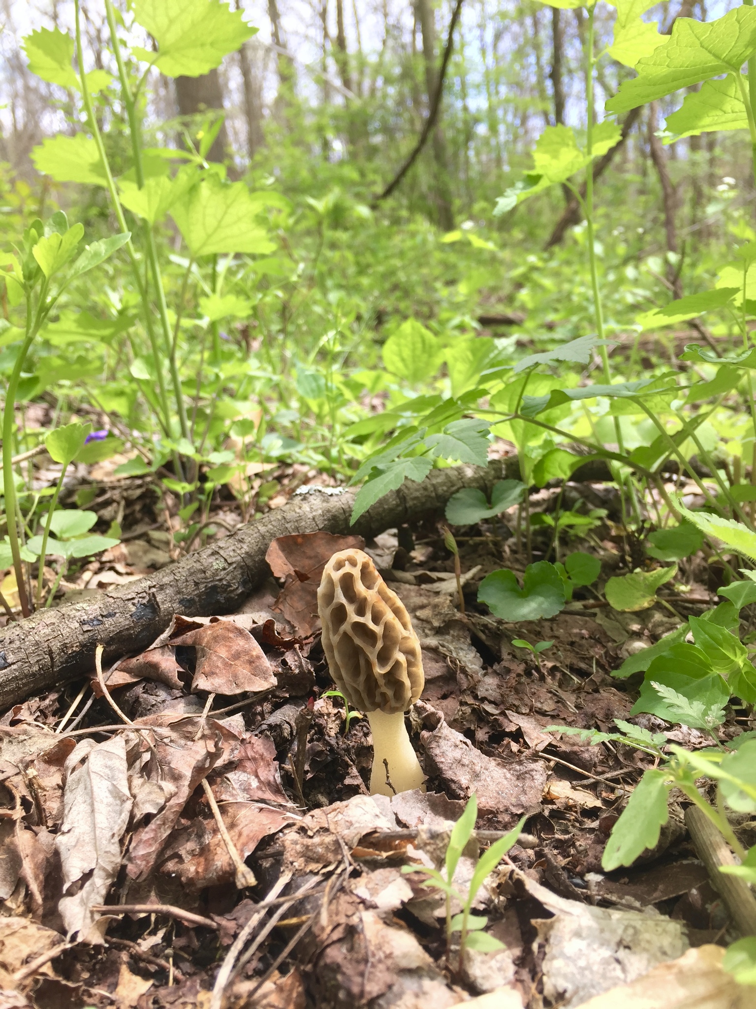 Morchella diminutiva image