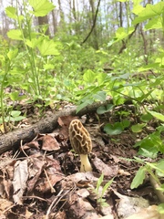 Morchella diminutiva
