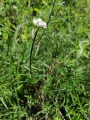 Valeriana dubia