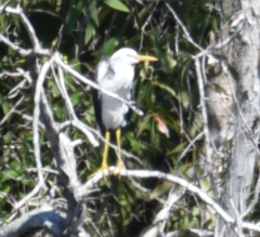 Egretta picata