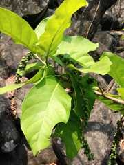 Coccoloba barbadensis