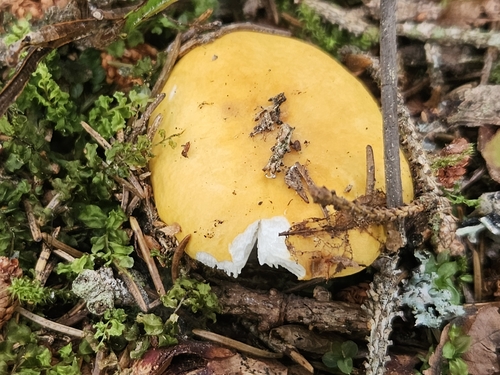 Ochre Brittlegill