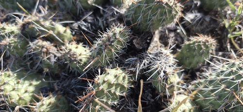 Plains Pricklypear