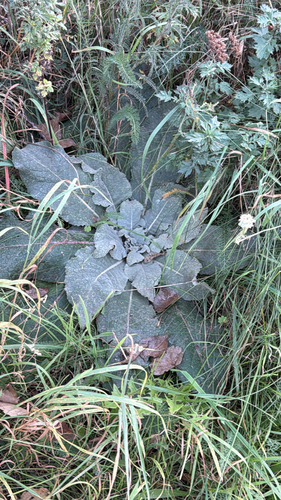 White Mullein