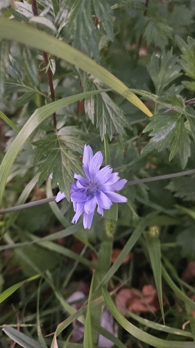 chicory