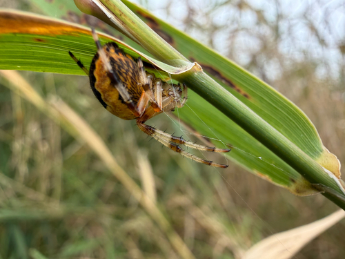 Marbled Orbweaver